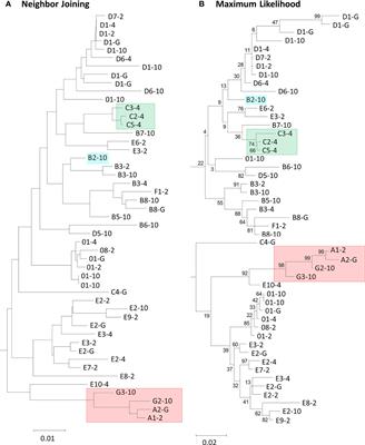 The complex set of internal repeats in SpTransformer protein sequences result in multiple but limited alternative alignments